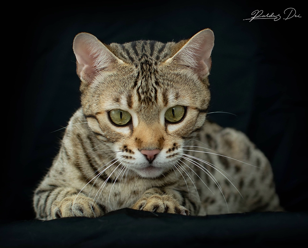 chat bengal